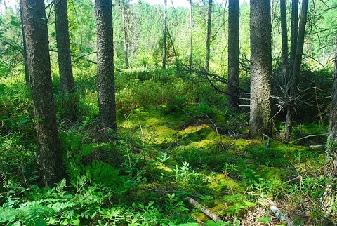 Blackjack Springs via Whispering Lake Trail