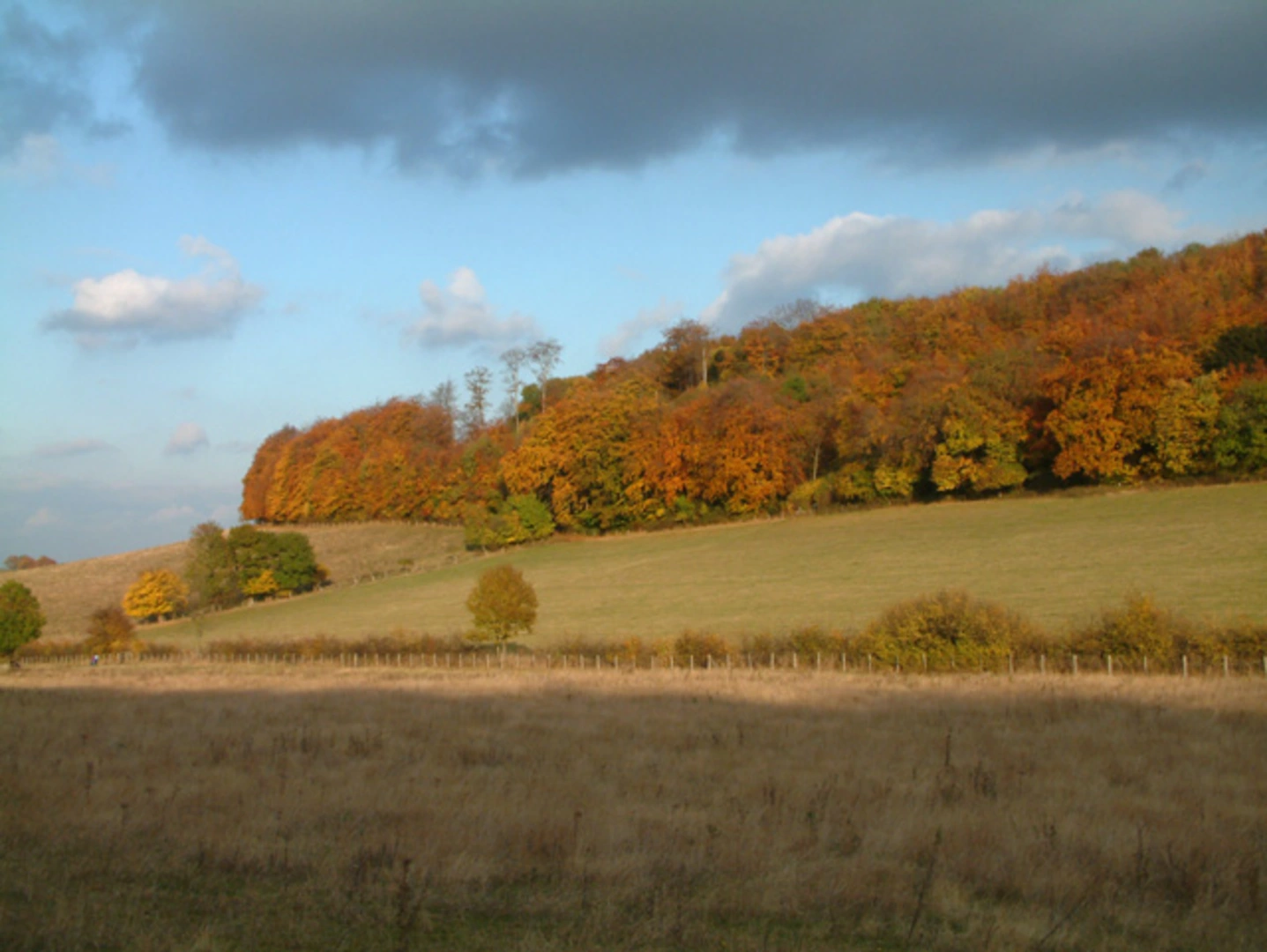 An image depicting the trail Meenfield Wood Short Loop and its surrounding area.