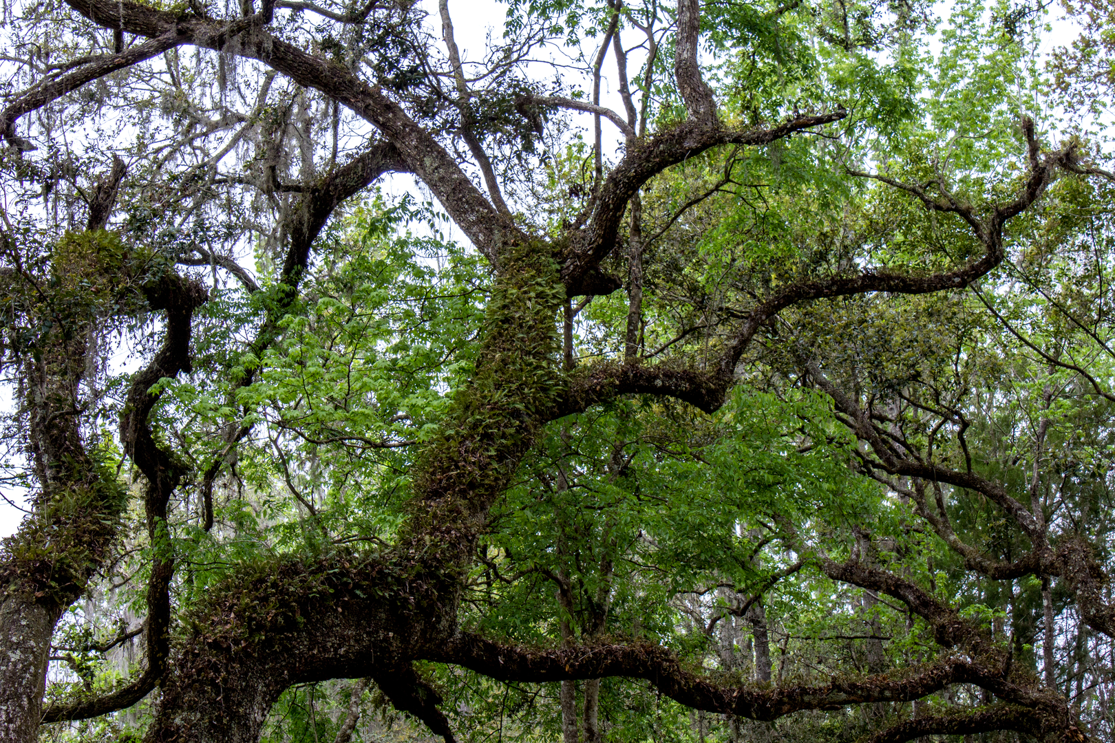An image depicting the trail Withlacoochee State Forest - Citrus Perimeter Loop and its surrounding area.