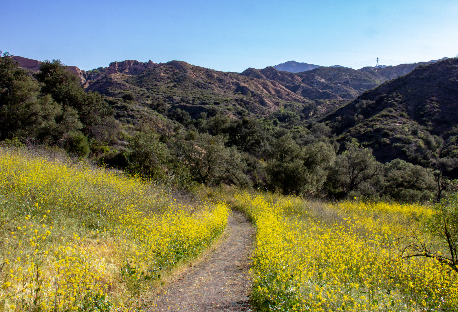 An image depicting the trail Cactus Hill Loop Trail - Concourse Park and its surrounding area.