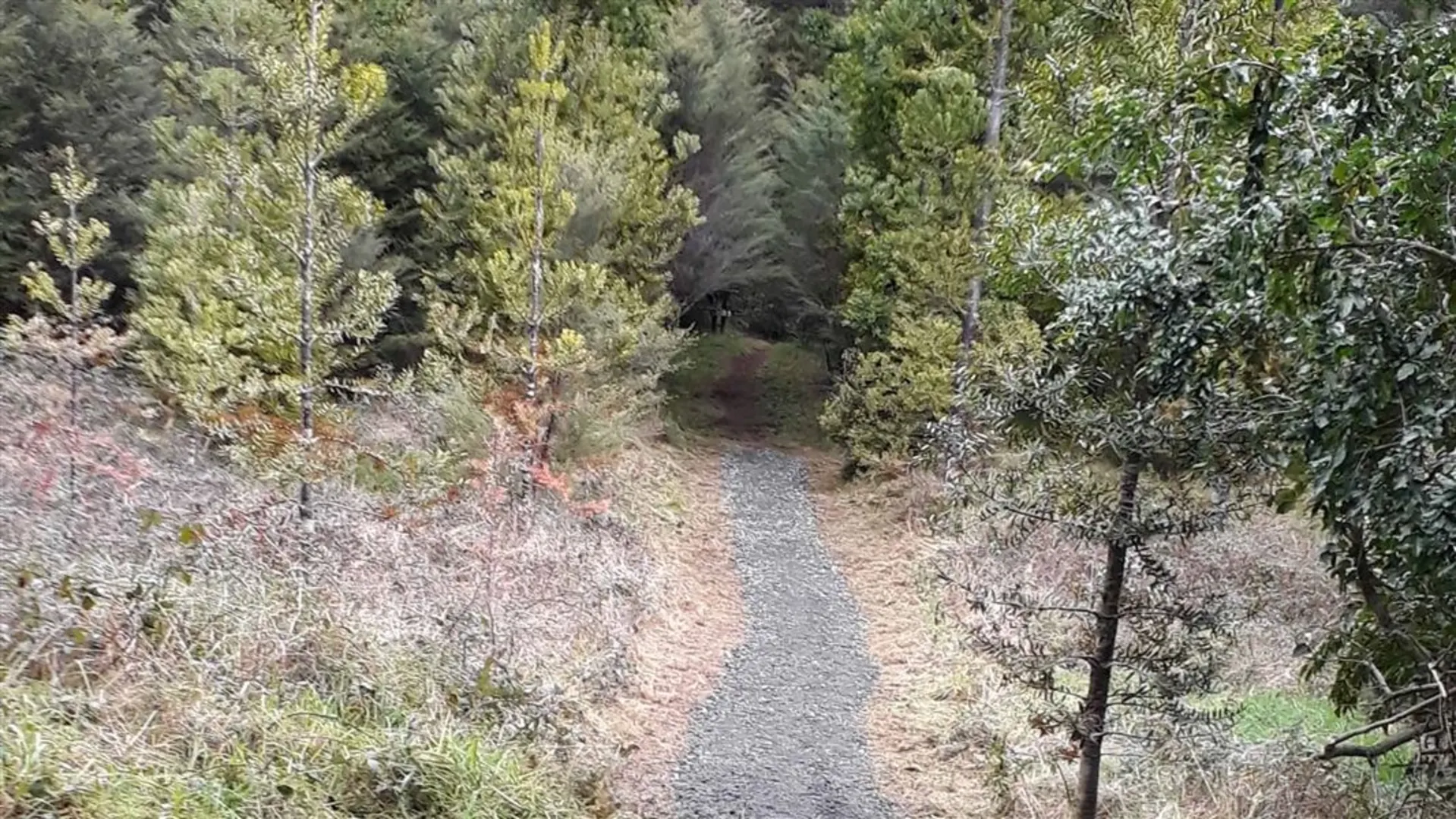 An image depicting the trail Waitaia Track and its surrounding area.