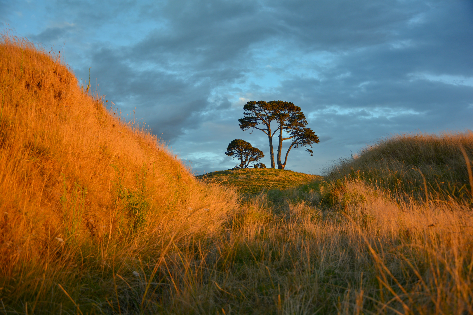 An image depicting the trail Papamoa Hills Summit Track and its surrounding area.
