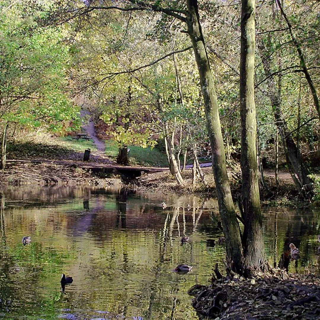 An image depicting the trail Lydiates Wood and Bag Pool Loop and its surrounding area.