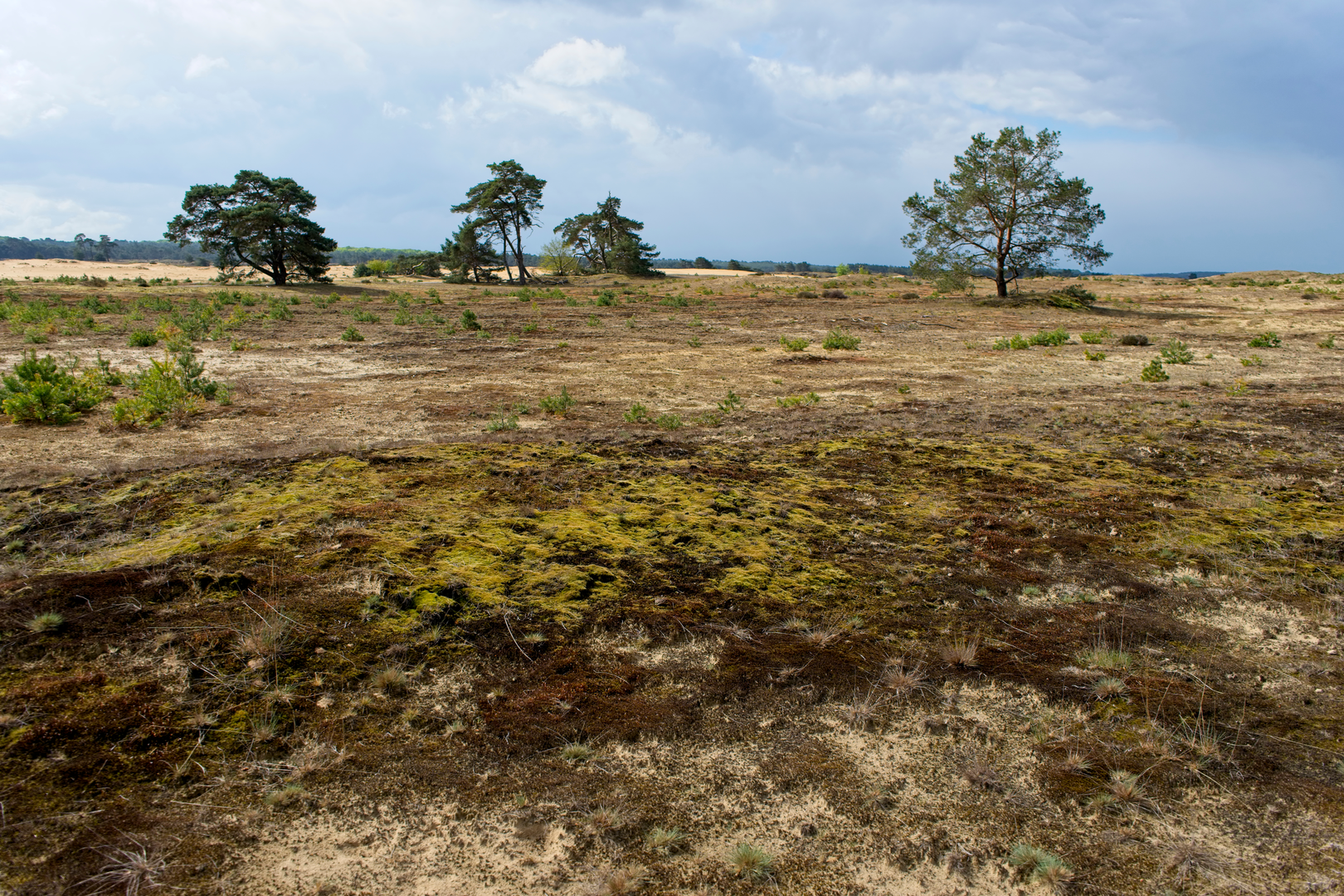 An image depicting the trail De Pollen, Otterlose Zand and Deelense Veld Loop and its surrounding area.