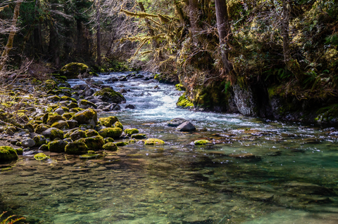 Big Quilcene Trail