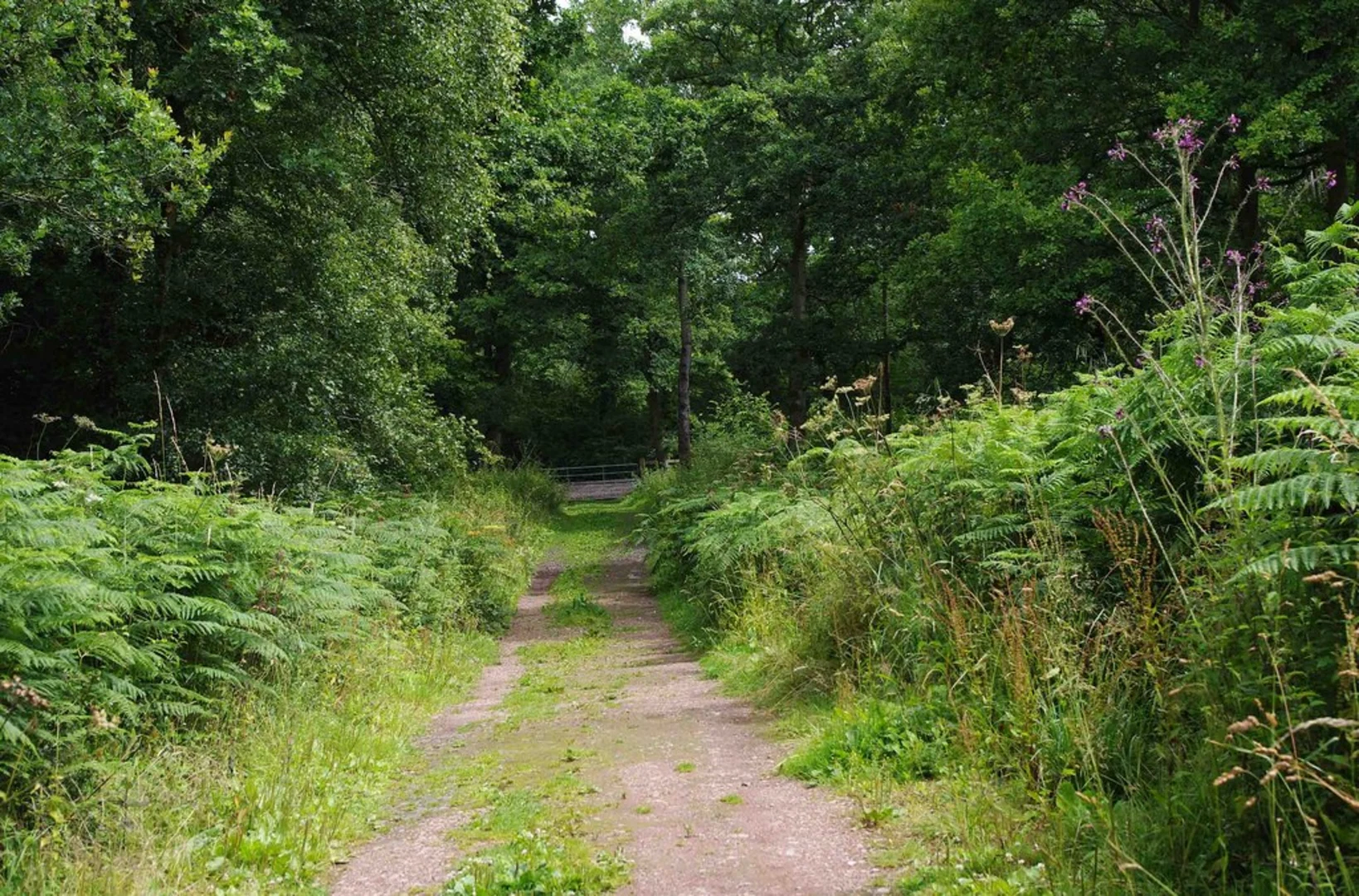 An image depicting the trail Chaddesley Wood and Santery Hill Wood Loop and its surrounding area.