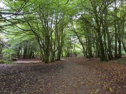 Dinefwr Park Wildlife Walk - Carmarthenshire