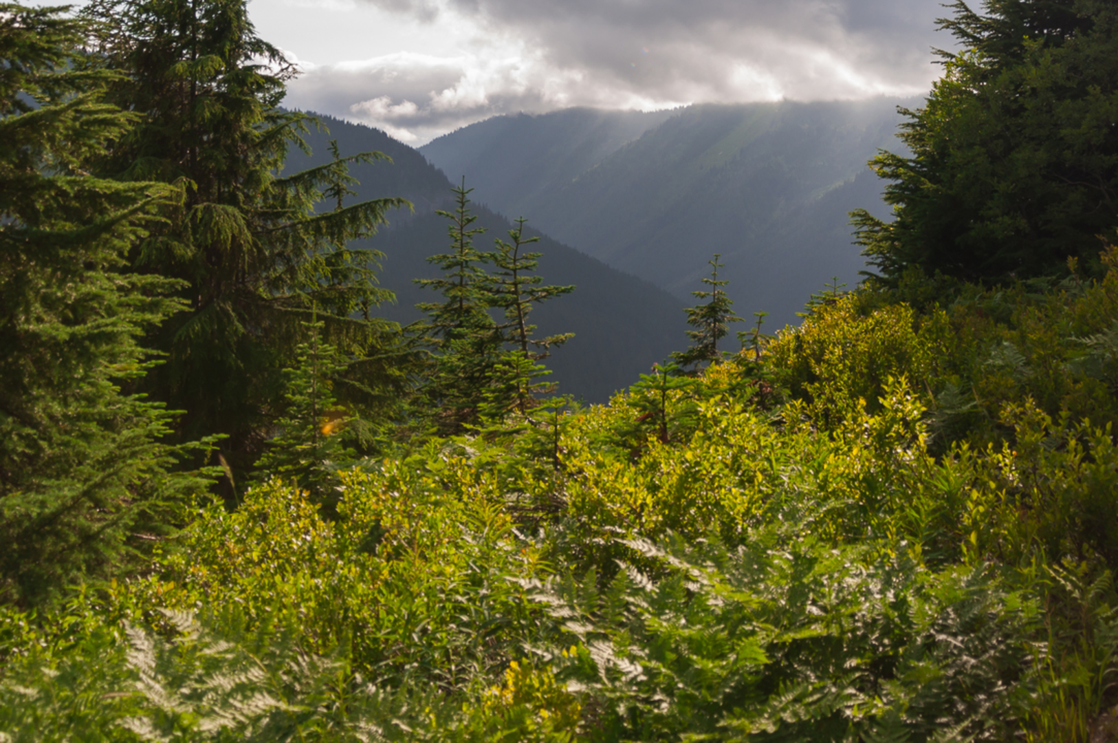 An image depicting the trail Evergreen Mountain via Evergreen Lookout Trail and its surrounding area.