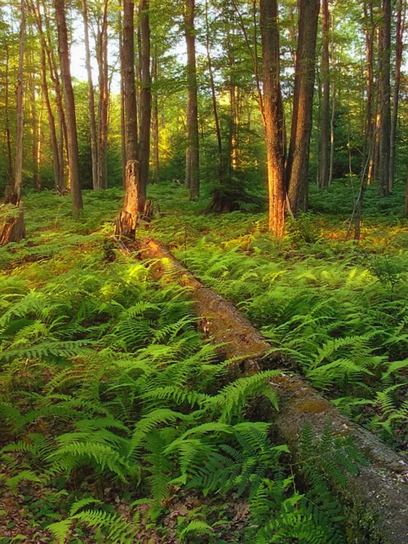 An image depicting the trail Quehanna Loop Trail via Parker Lake and its surrounding area.