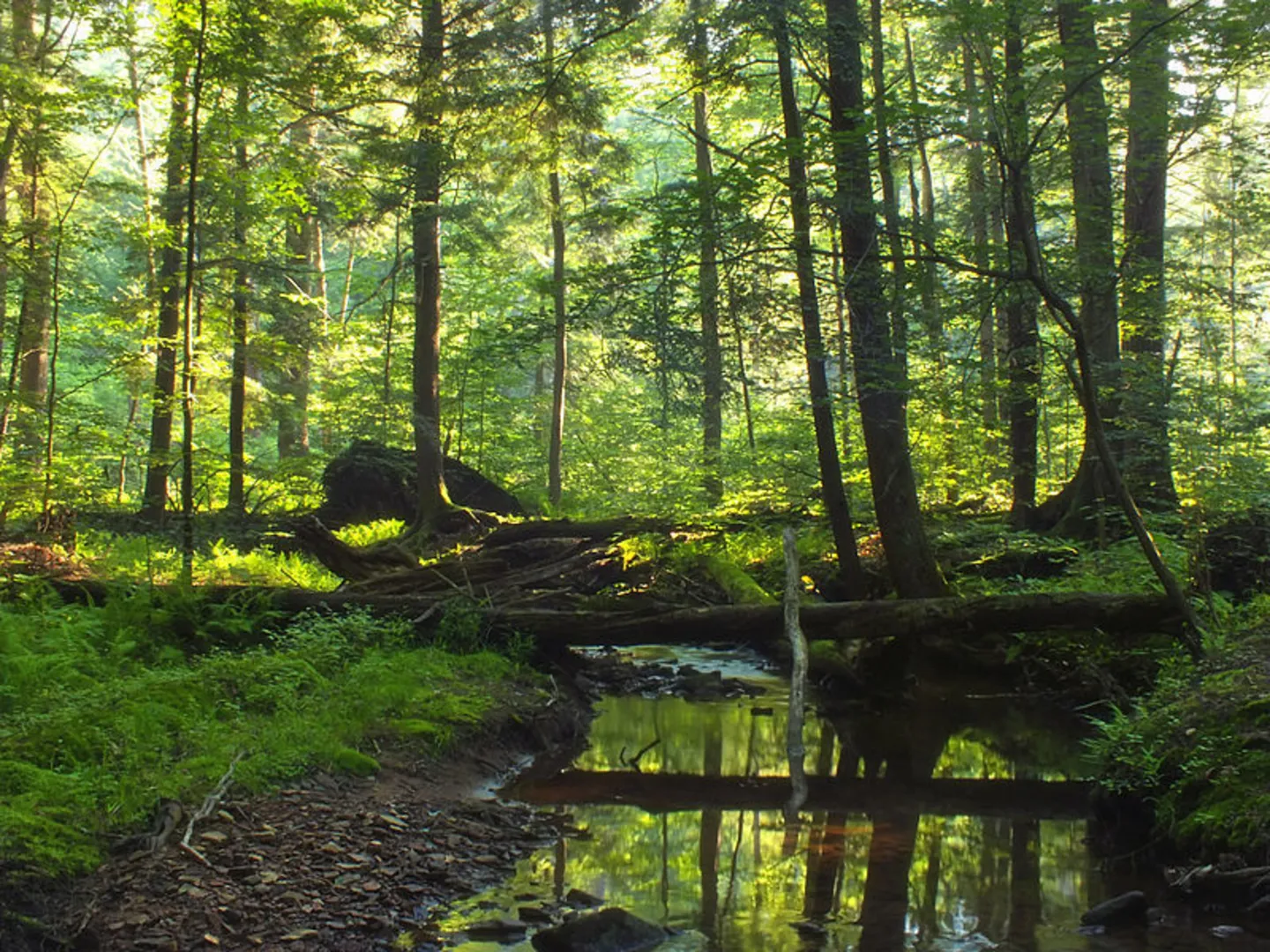 An image depicting the trail Tionesta Scenic Long Loop Trail and its surrounding area.
