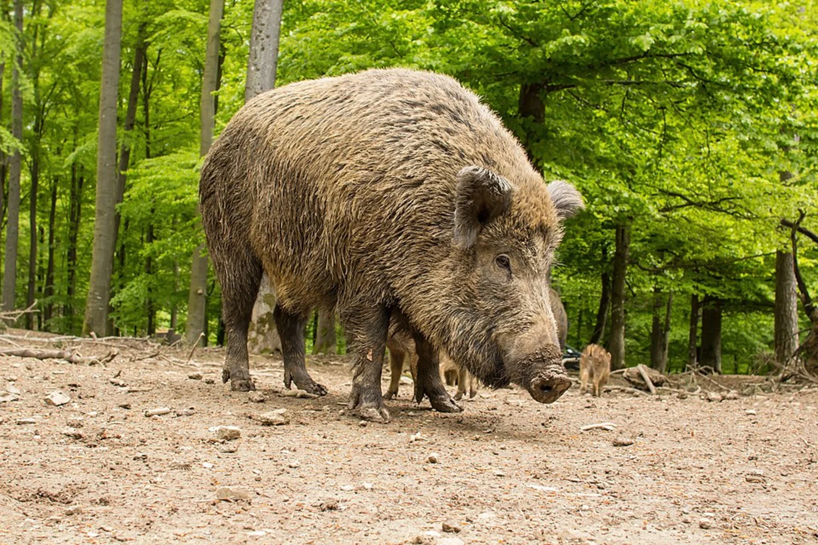 An image depicting the trail Wild- und Wanderpark and Weiskirchen Wildfreigehege Rappweiler Loop and its surrounding area.