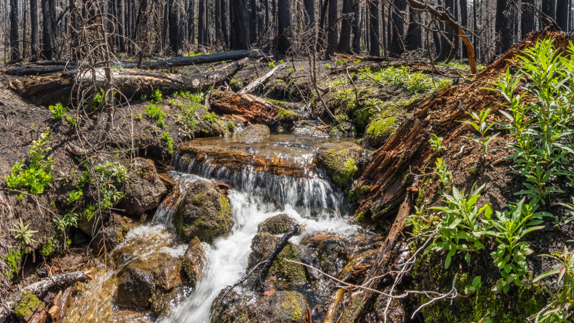 An image depicting the trail Whitewater Trail and its surrounding area.