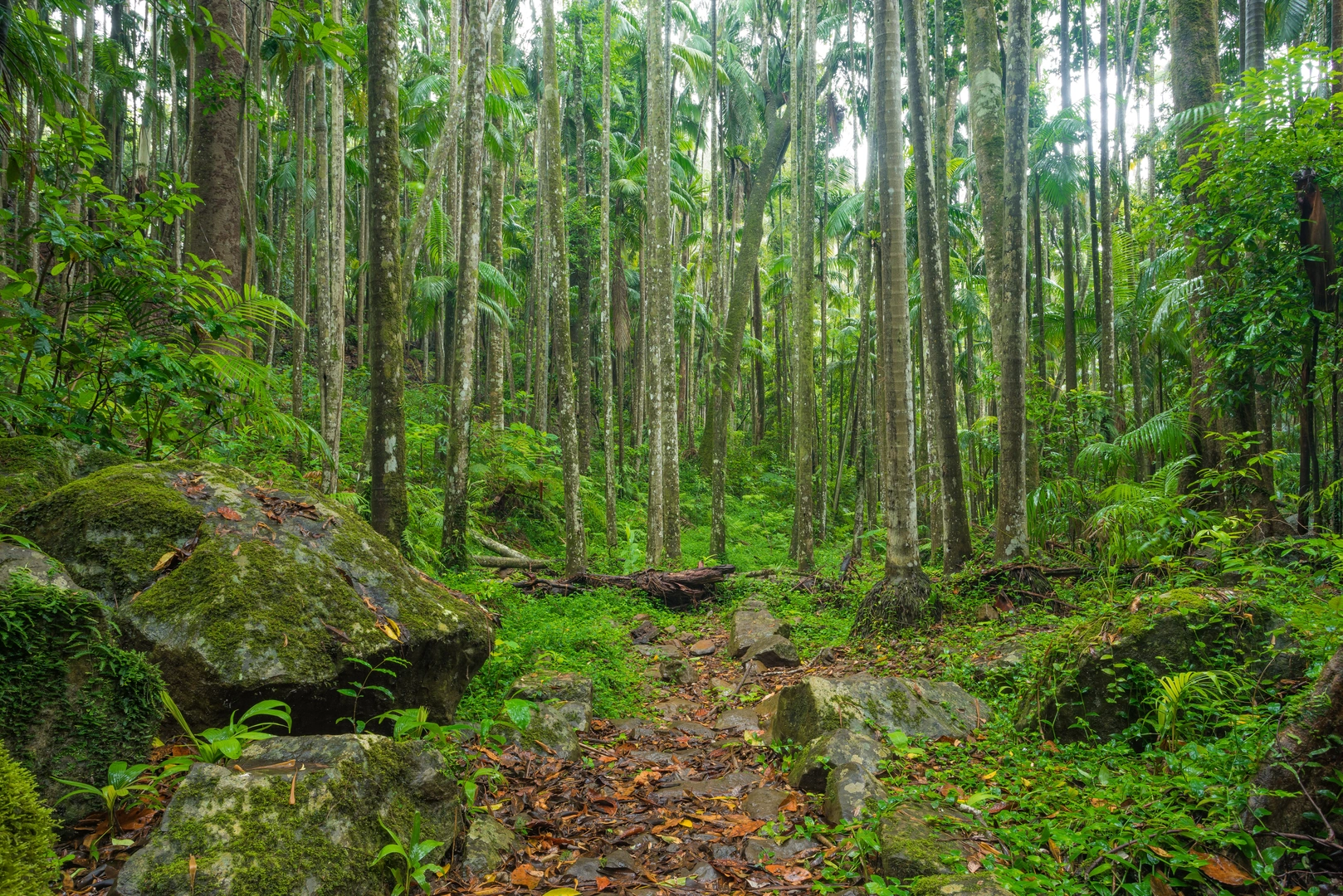An image depicting the trail Lower Creek Circuit Track and its surrounding area.