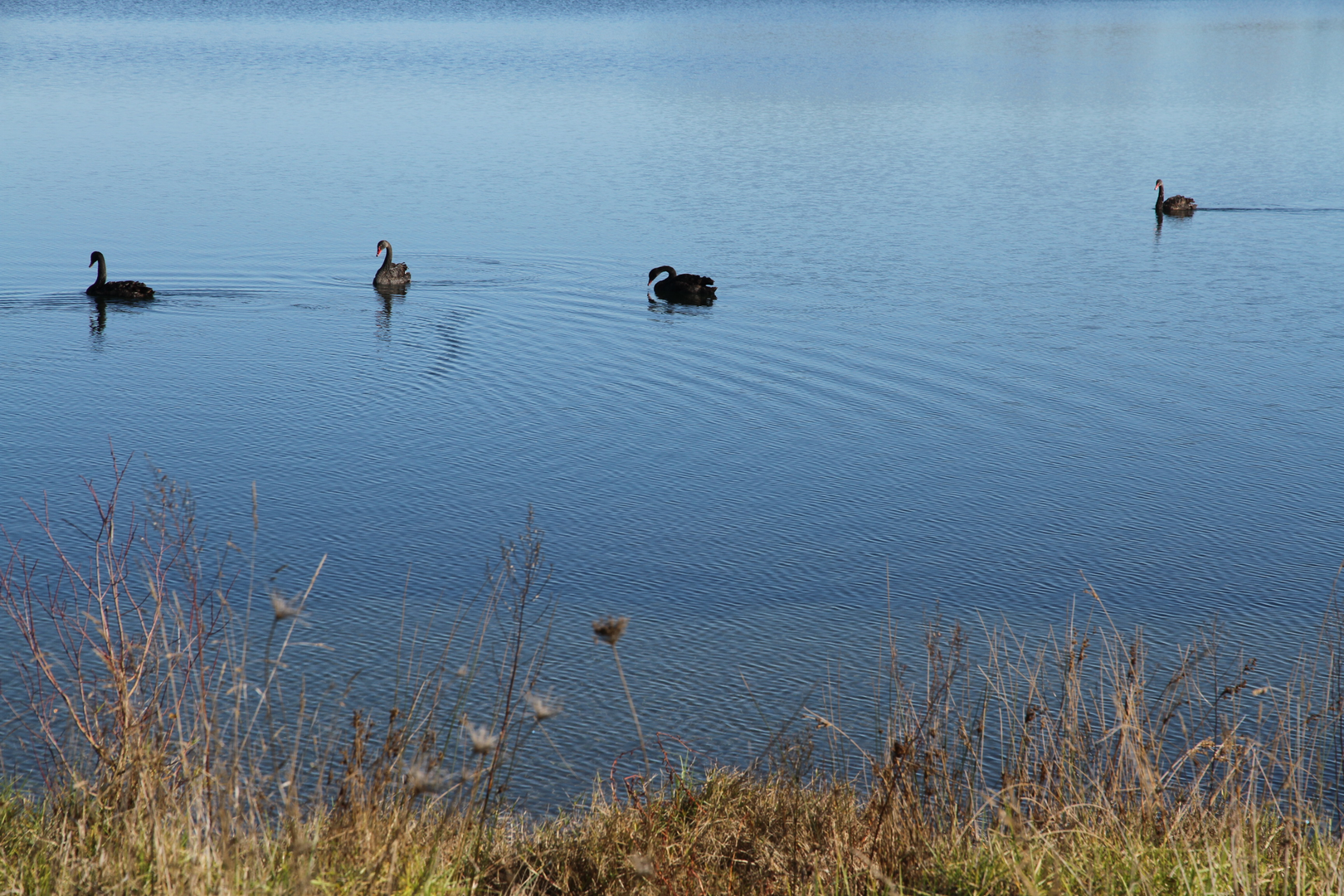 An image depicting the trail Lake Puketirini Walk and its surrounding area.