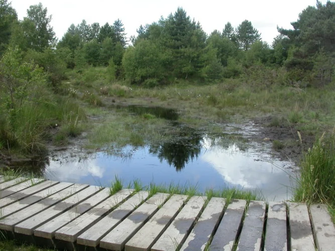 Ringwood Forest, Pistle Hill and Stephen's Castle Nature Reserve Loop