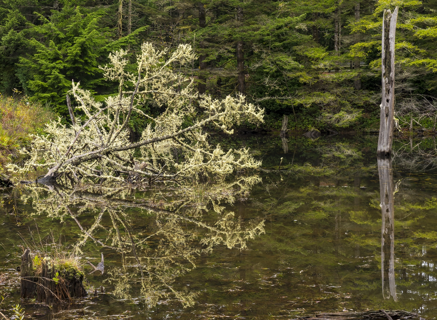 An image depicting the trail Beaver Pond via Club Moss Trail and Beaver Run Trail and its surrounding area.