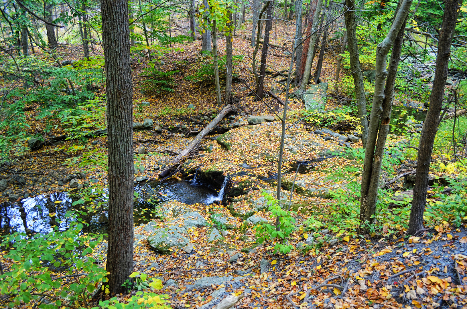 An image depicting the trail Black Rock and Sphagnum Pond Loop and its surrounding area.