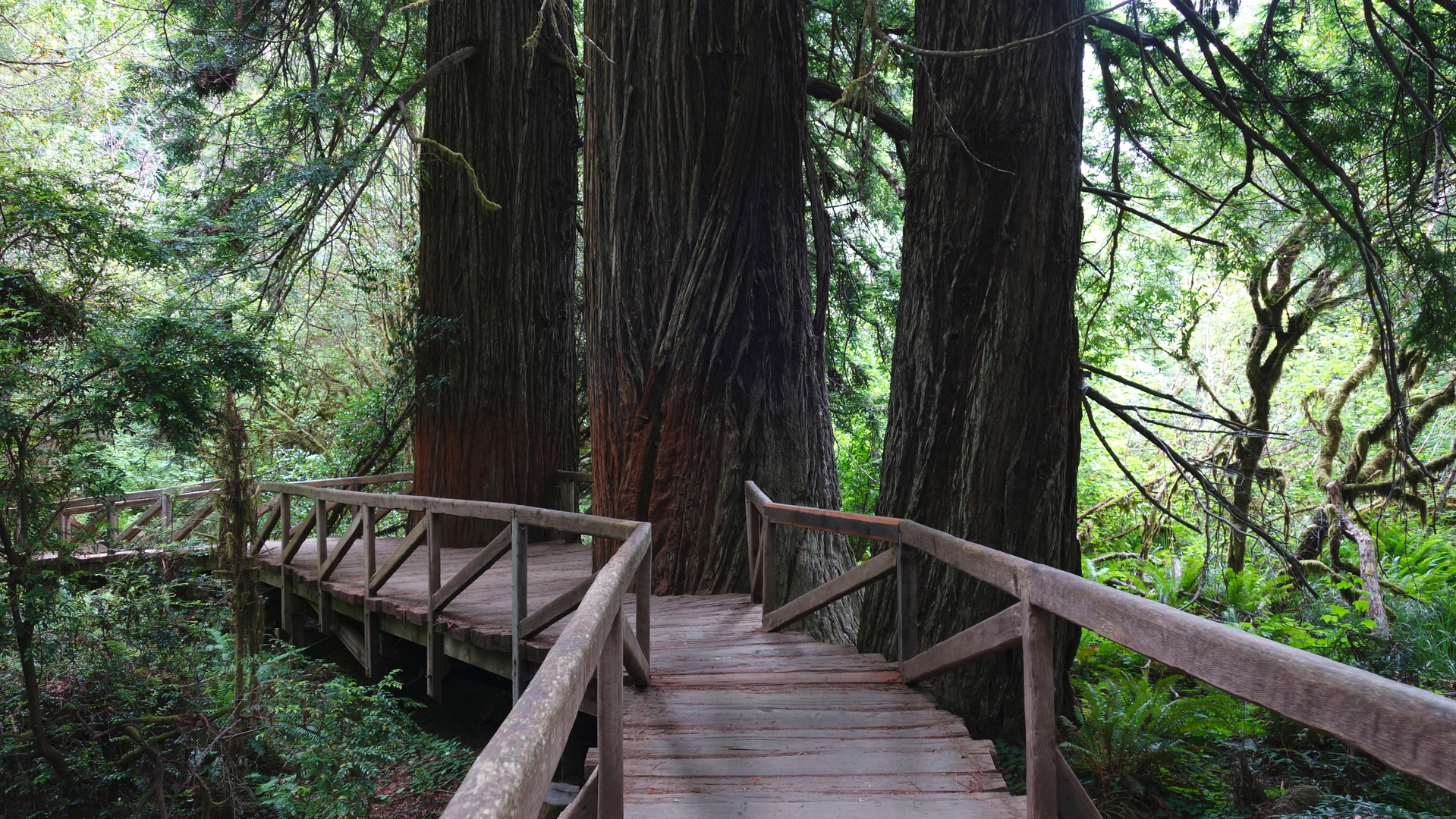 An image depicting the trail Nature Trail, Miner's Ridge Trail and James Irvine Trail Loop and its surrounding area.