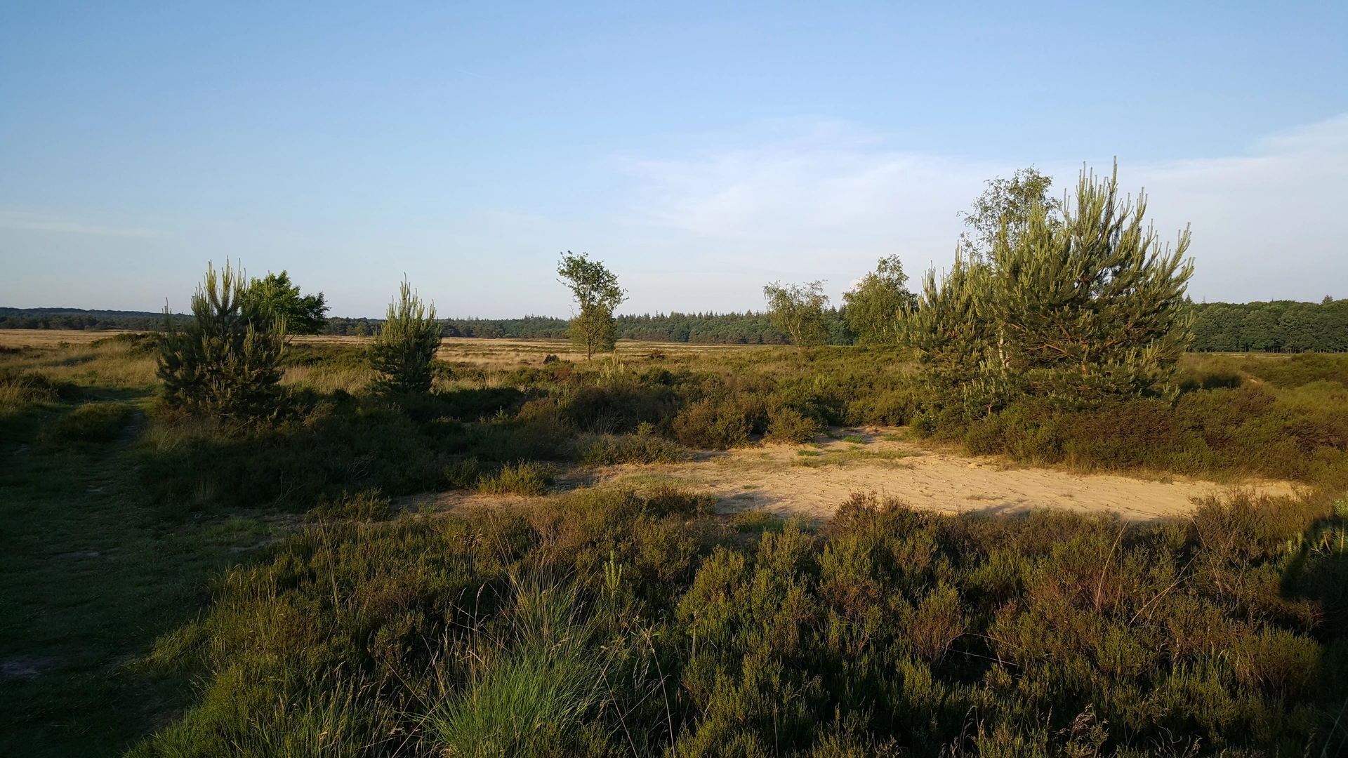 An image depicting the trail Nieuw Reemst and Oud Reemsterhei Loop and its surrounding area.