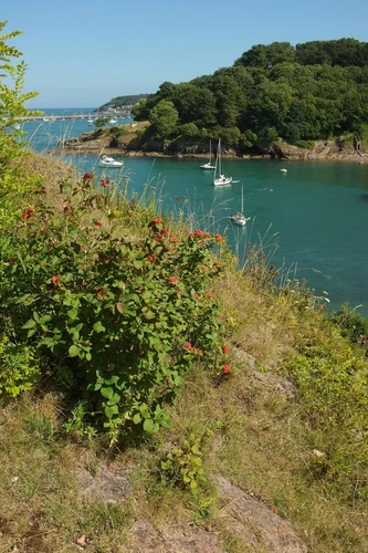 Fishcombe Cove and Battery Gardens