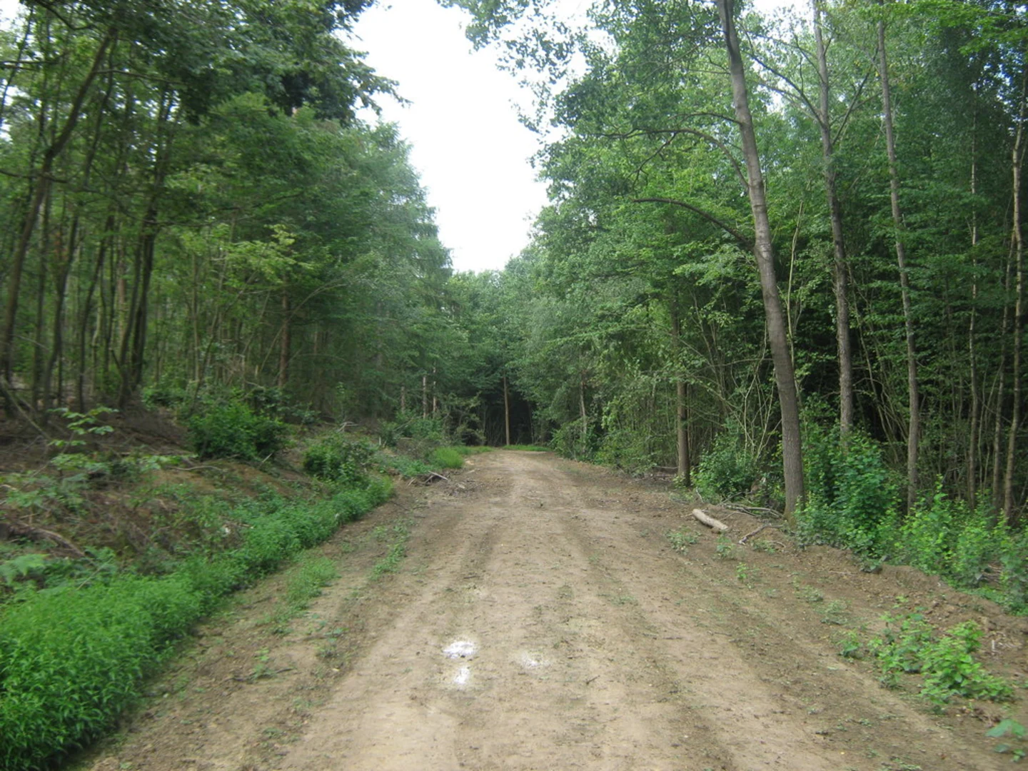 An image depicting the trail Faggs Wood Loop and its surrounding area.