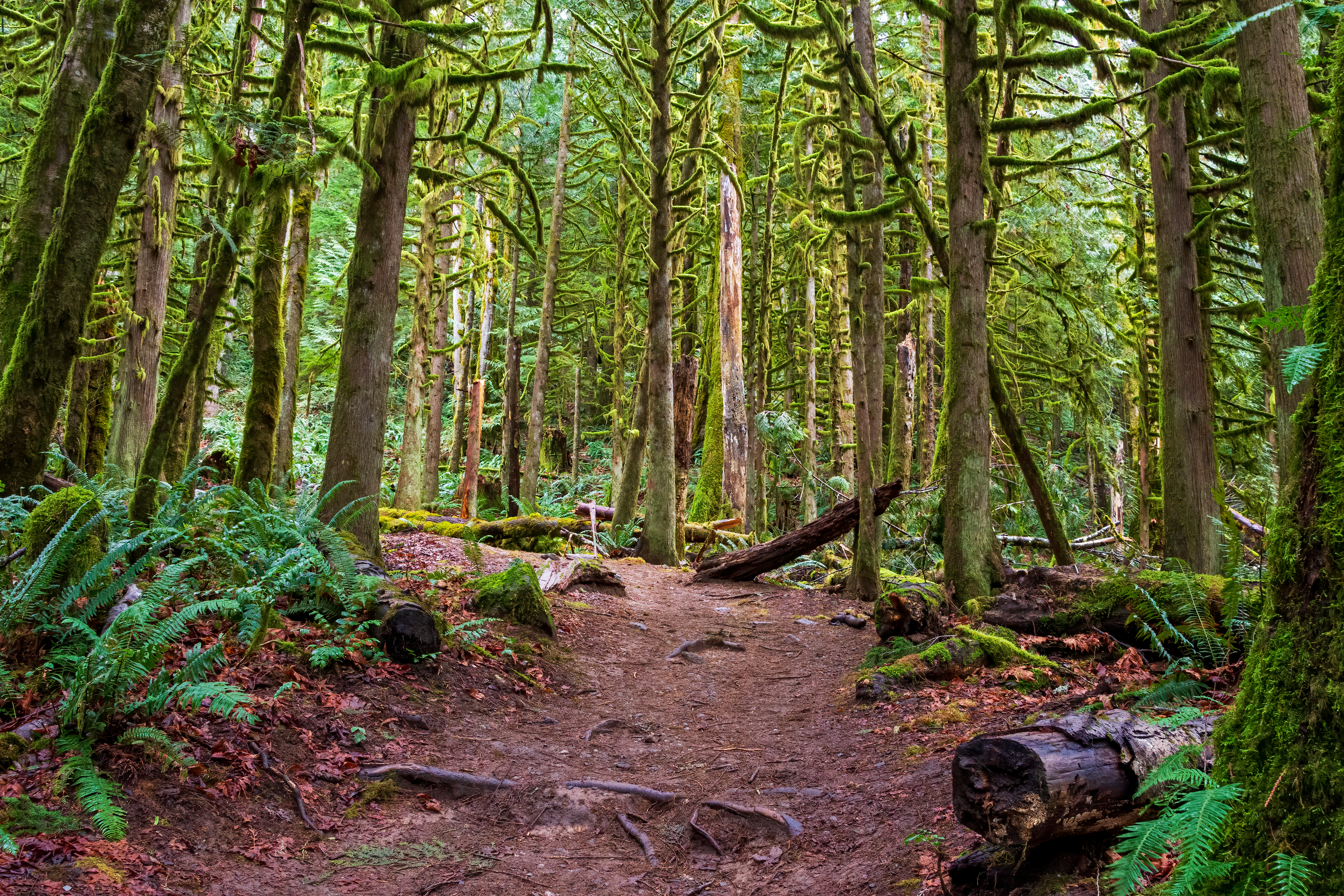 An image depicting the trail Mt. Baker-Snoqualmie National Forest and its surrounding area.