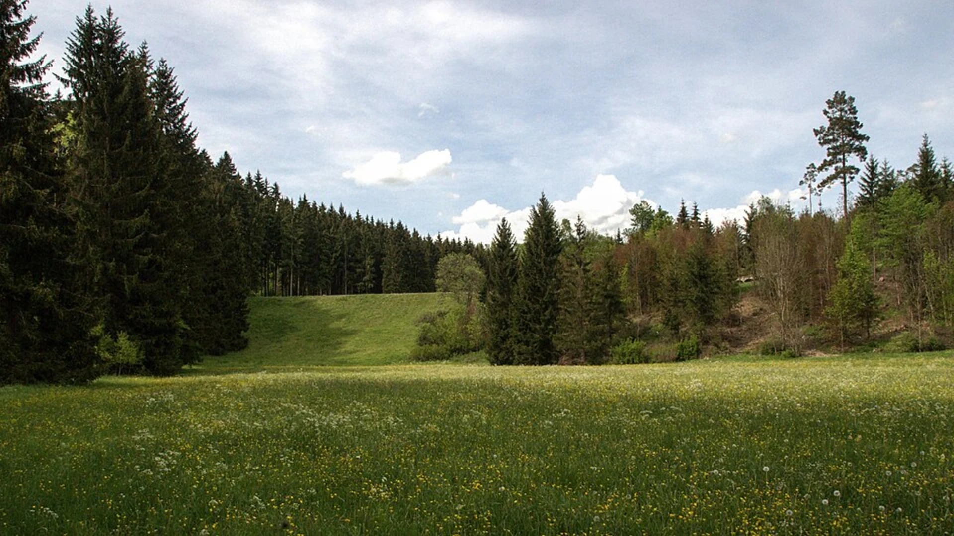 An image depicting the trail Riederweg and Sommernaldweg Loop and its surrounding area.