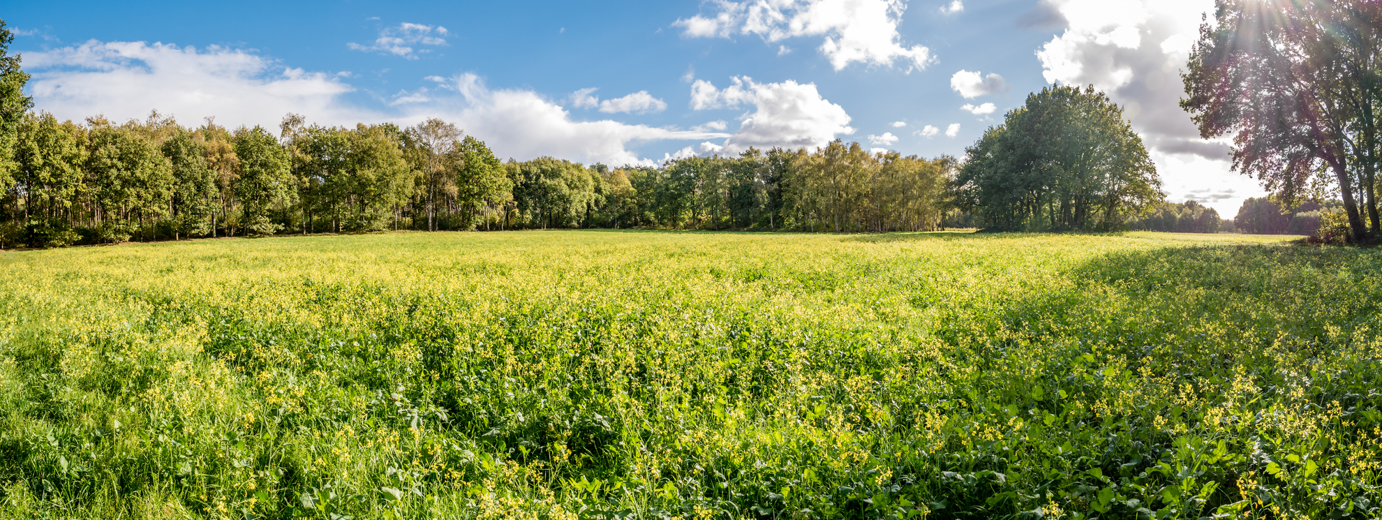 An image depicting the trail Crailo, Bikbergen and Ijzeren Veld Loop and its surrounding area.