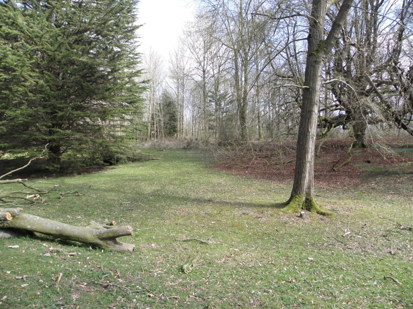 An image depicting the trail Gosford Forest Park - Boundary Trail and its surrounding area.