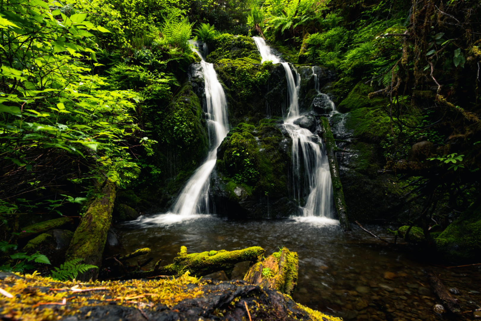 An image depicting the trail Rain Forest Interpretive Trail and its surrounding area.