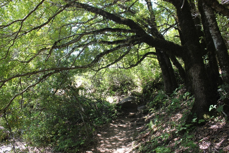 Saratoga Gap Trail - Short