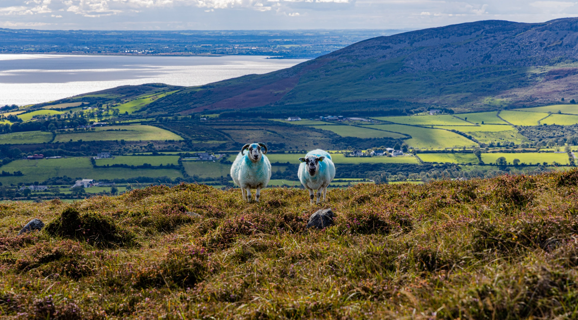 An image depicting the trail Grange Loops - Rooskey Loop and its surrounding area.