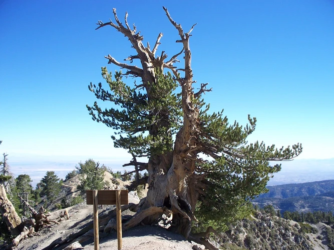 Islip Saddle to Vincent Gap via PCT