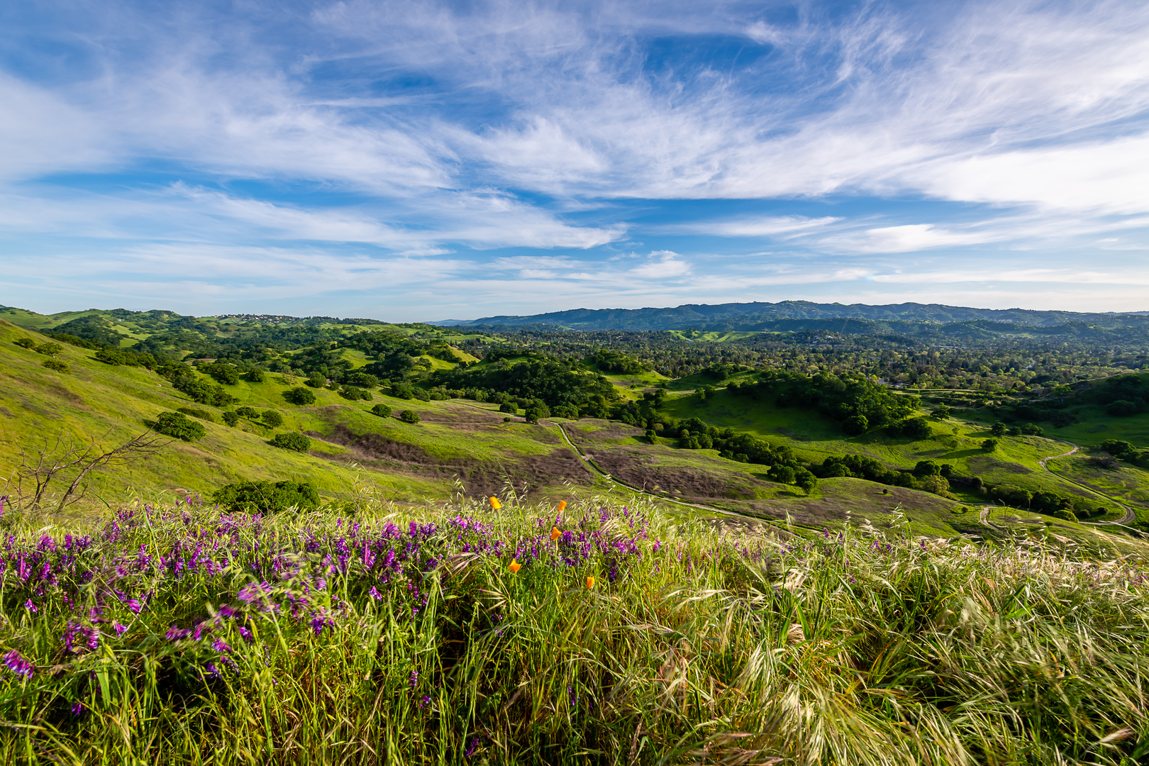An image depicting the trail Shell Ridge, American Discovery and Pine Pond Loop Trail and its surrounding area.