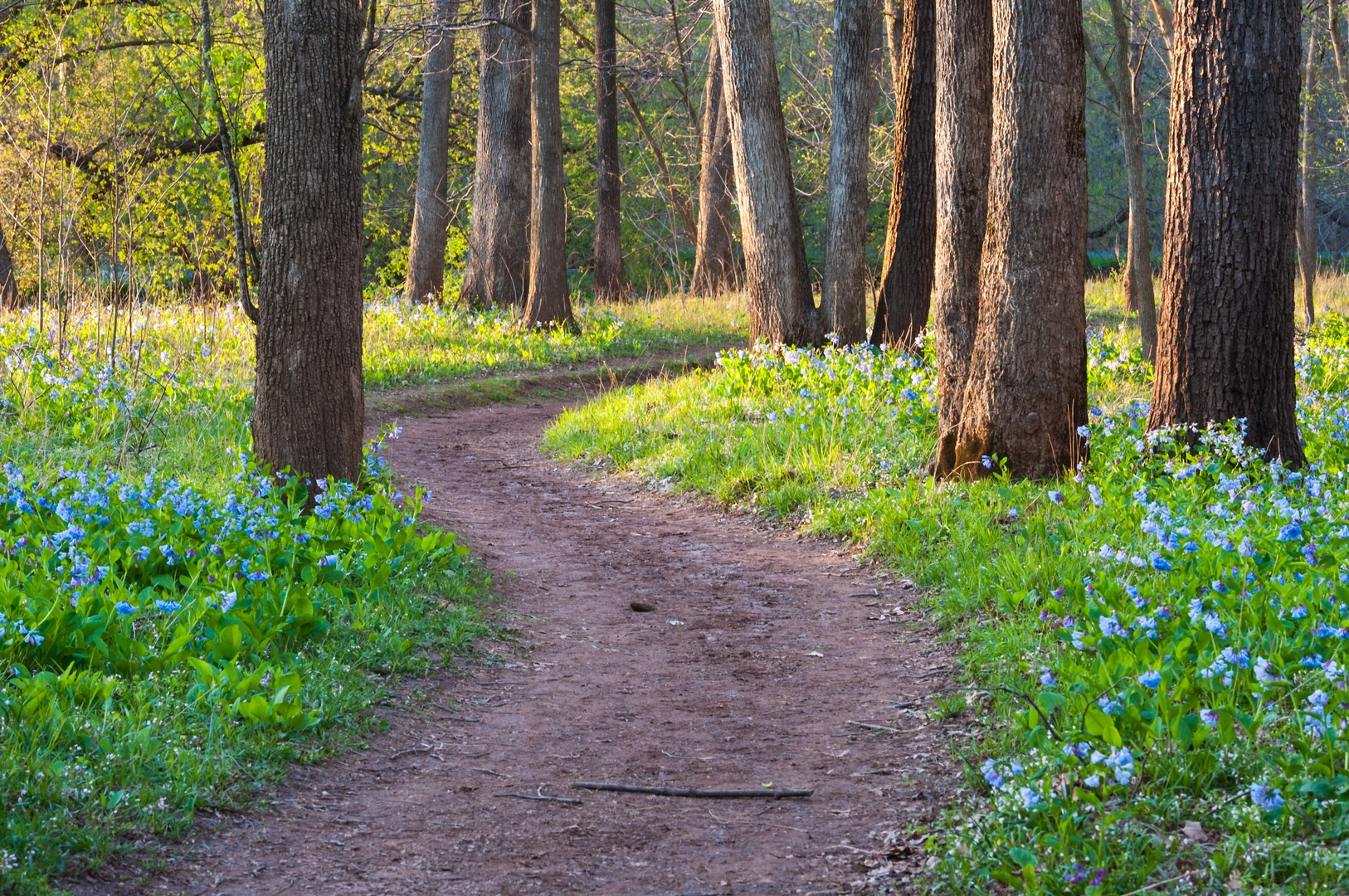 An image depicting the trail Fairfax Cross Country Trail and its surrounding area.