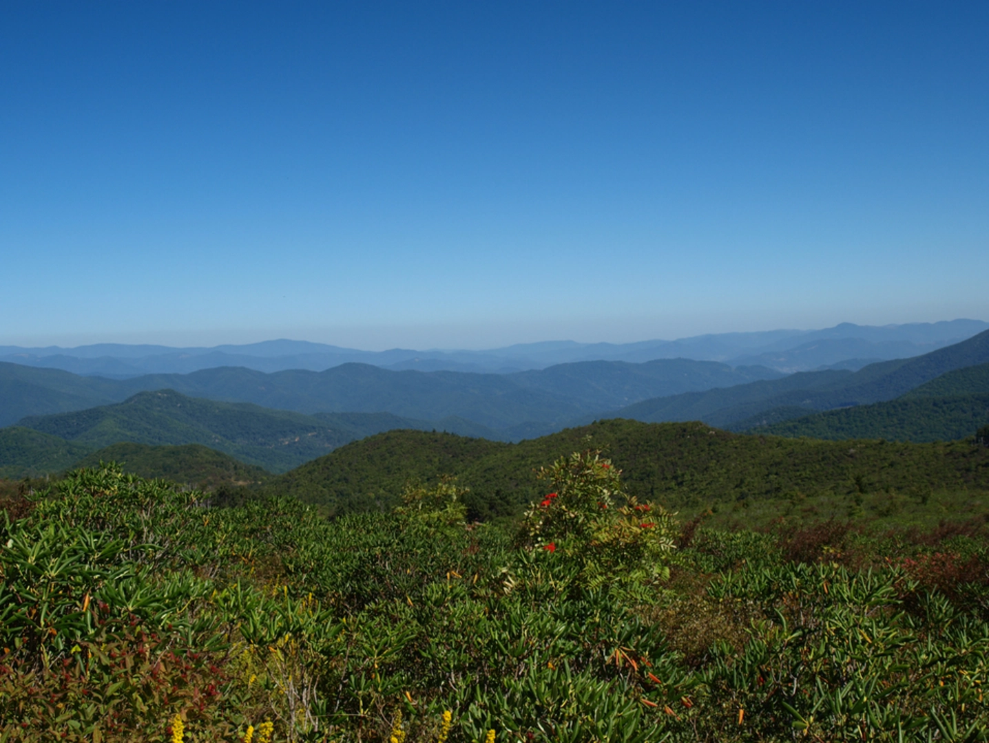 An image depicting the trail Sycamore Cove Trail and its surrounding area.