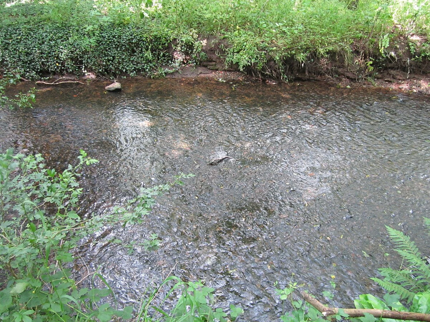 An image depicting the trail Clayhill Wood and Rivacre Valley Country Park and its surrounding area.