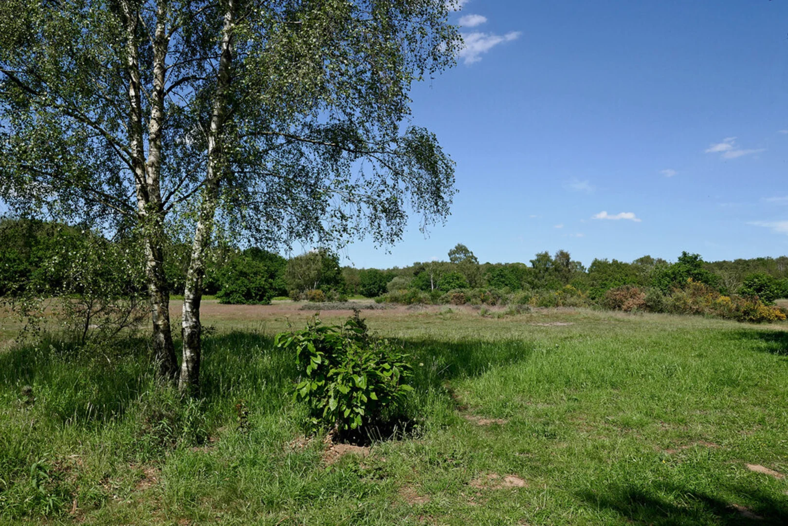 Highgate Common Loop | Staffordshire | England
