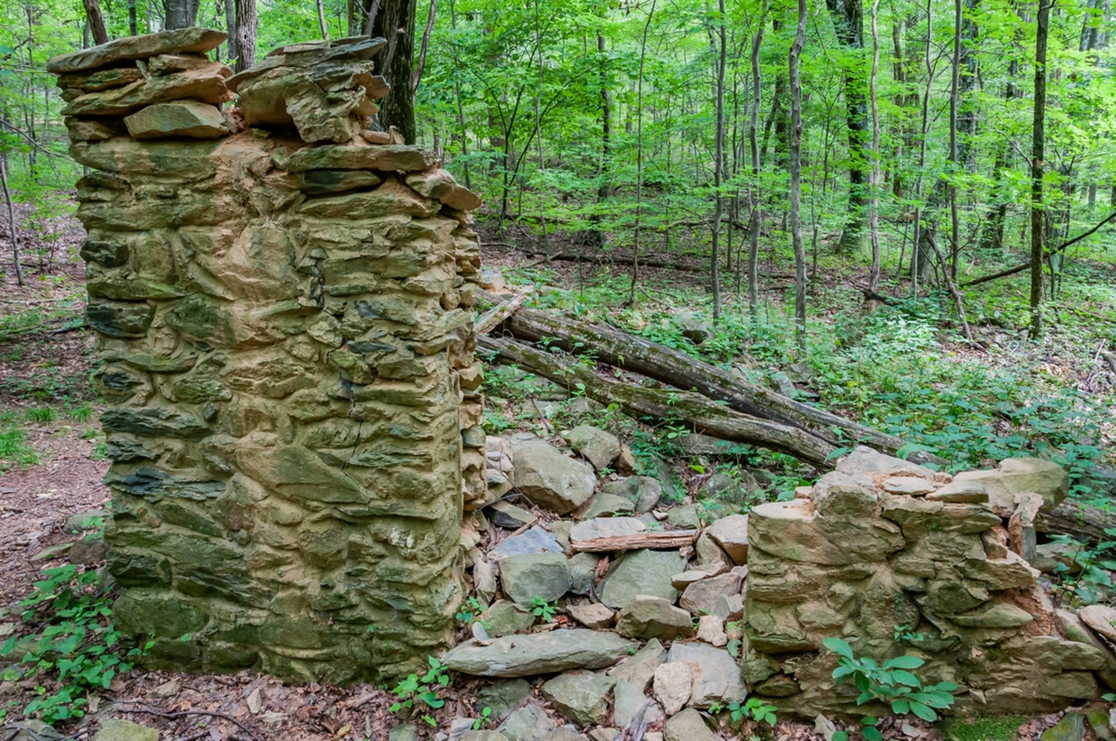 An image depicting the trail Pocosin Road Trail and its surrounding area.
