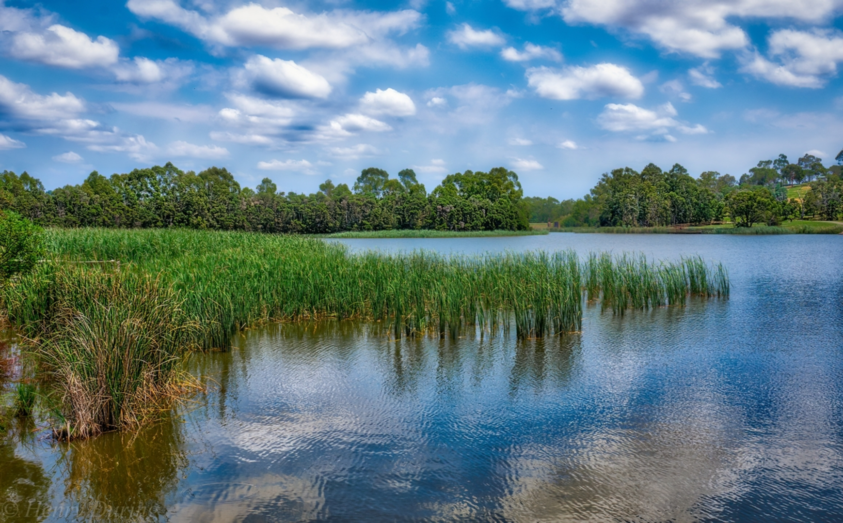 An image depicting the trail Lillydale Lake Walk and its surrounding area.
