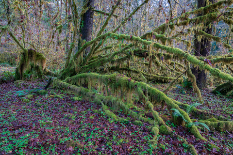 Queets River Trail