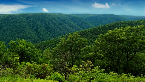 Bob Webber Trail