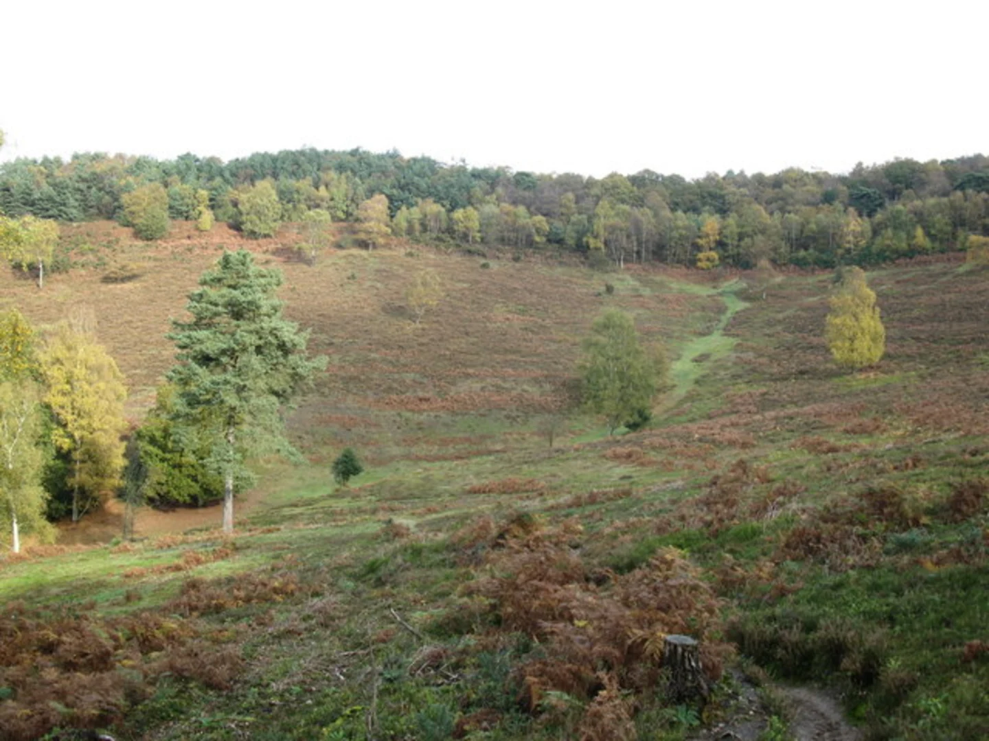 An image depicting the trail Hindhead Common, The Roundles and Hurthill Copse Loop and its surrounding area.