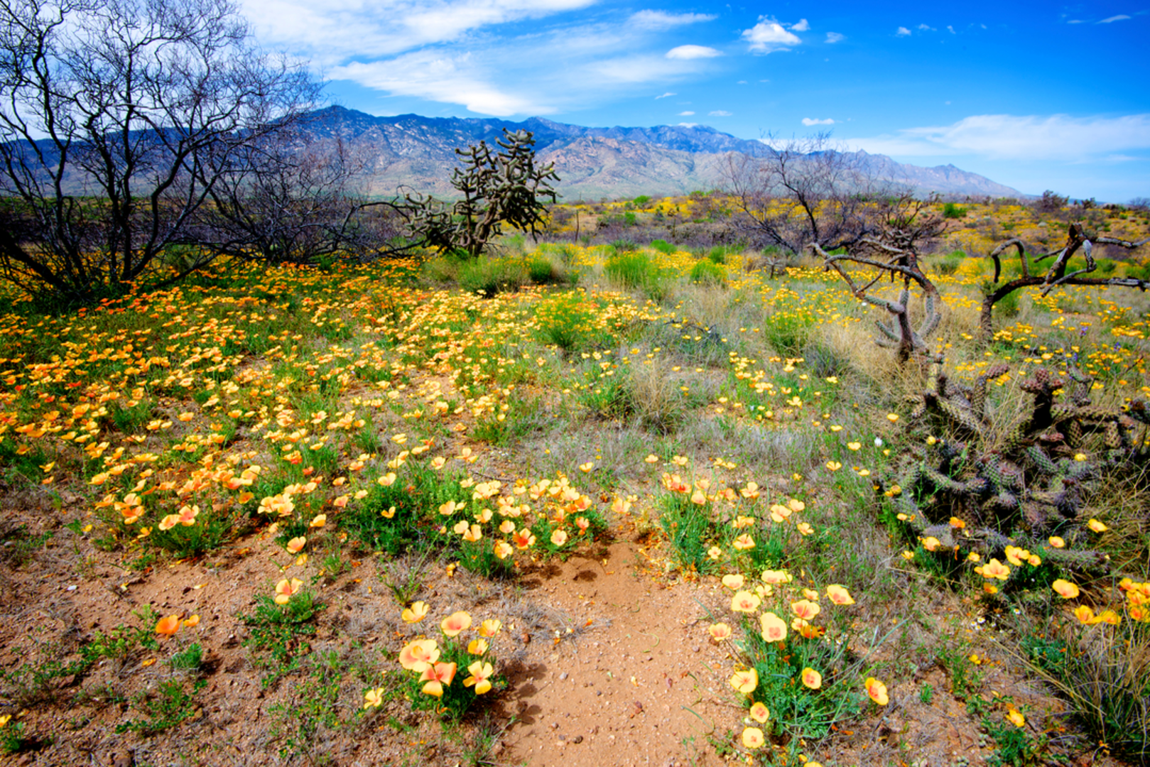 An image depicting the trail Grand Enchantment Trail and its surrounding area.
