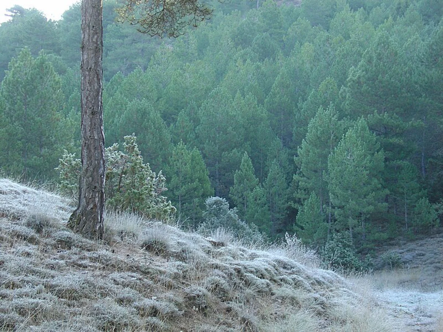 An image depicting the trail Path of the House of the Priest PR CU 105 and its surrounding area.
