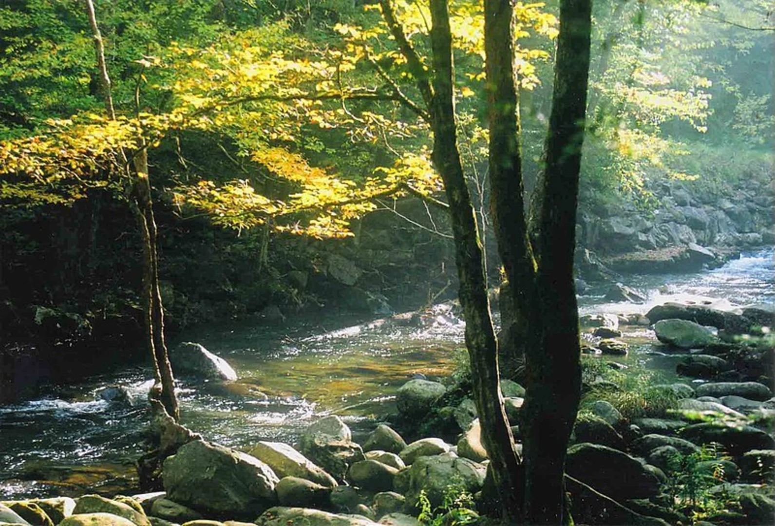 An image depicting the trail Newton Bald Trail and its surrounding area.