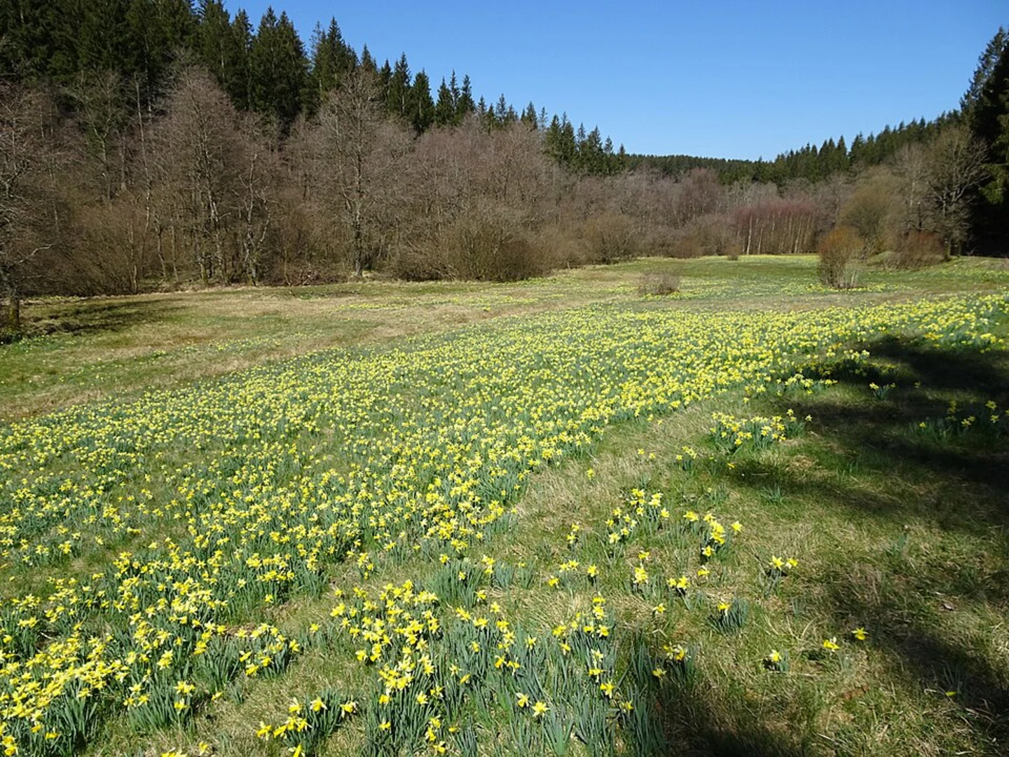 An image depicting the trail Fuhrtsbach and Perlenbach Fuhrtsbachtal Talsystem via Wildnis Trail and its surrounding area.