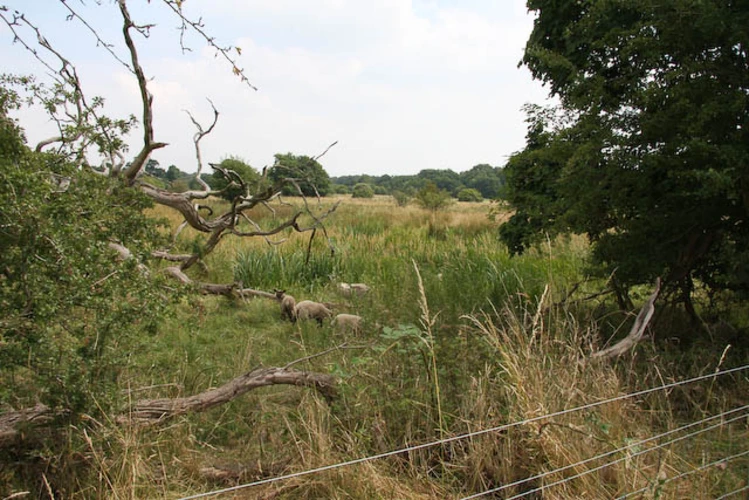 The Brecks from near Thompson