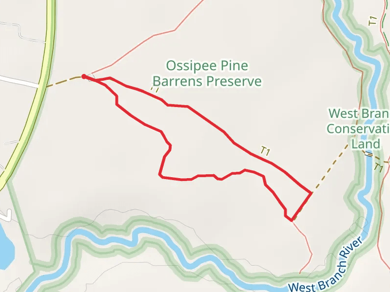 Ossipee Pine Barrens Accessible Trail Loop