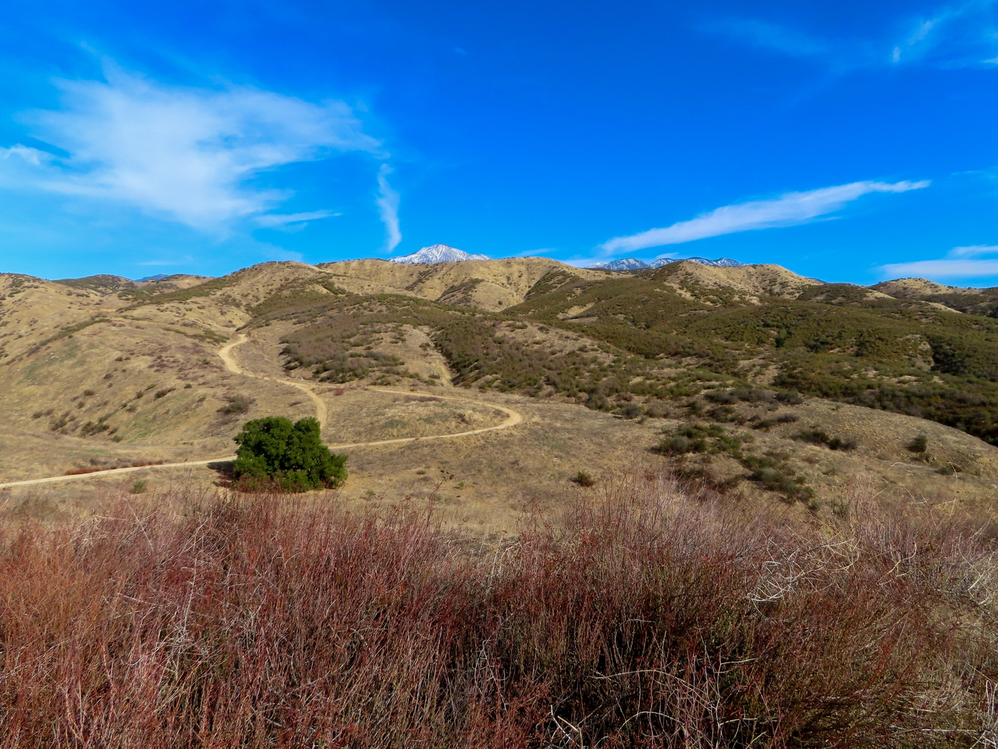 An image depicting the trail San Bernardino Peak Trail Out and Back and its surrounding area.